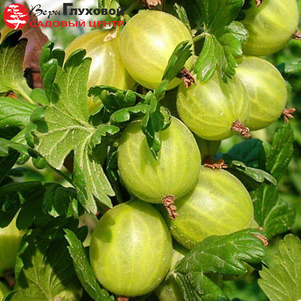 Основное изображение товара