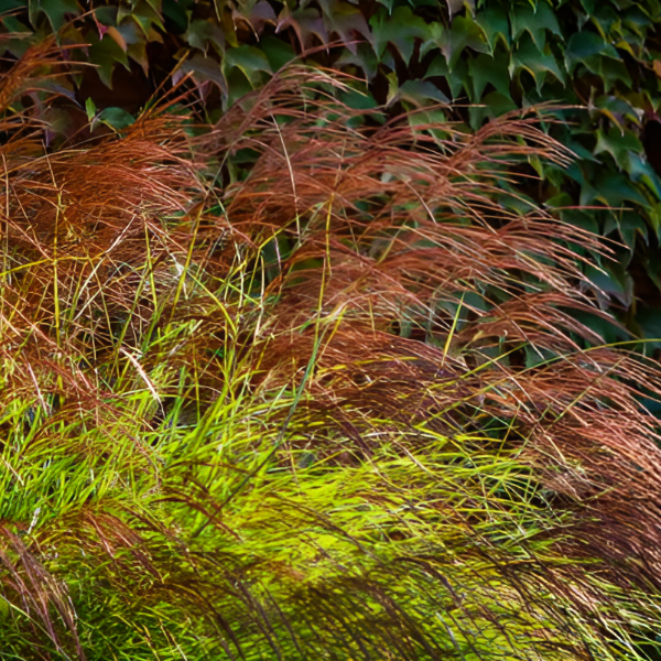 Основное изображение товара