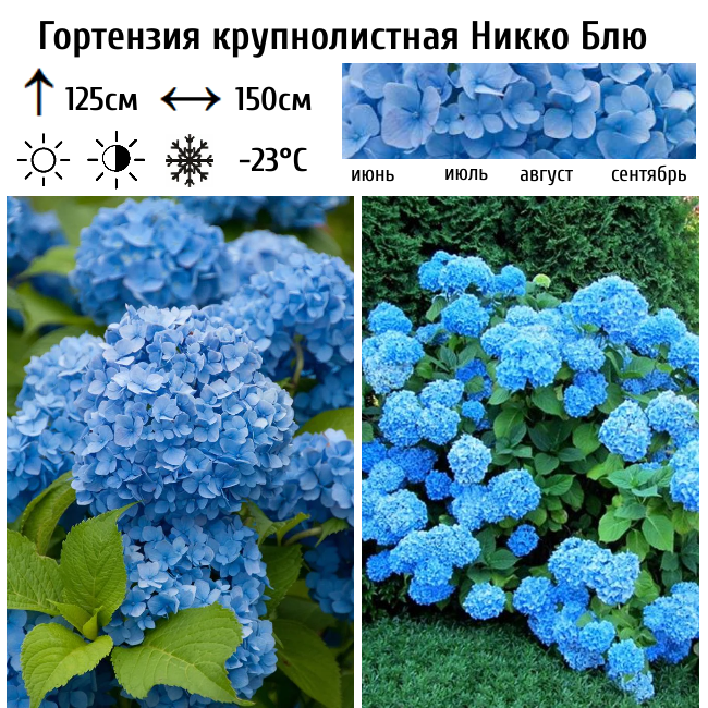 Гортензия крупнолистная "Никко Блю"