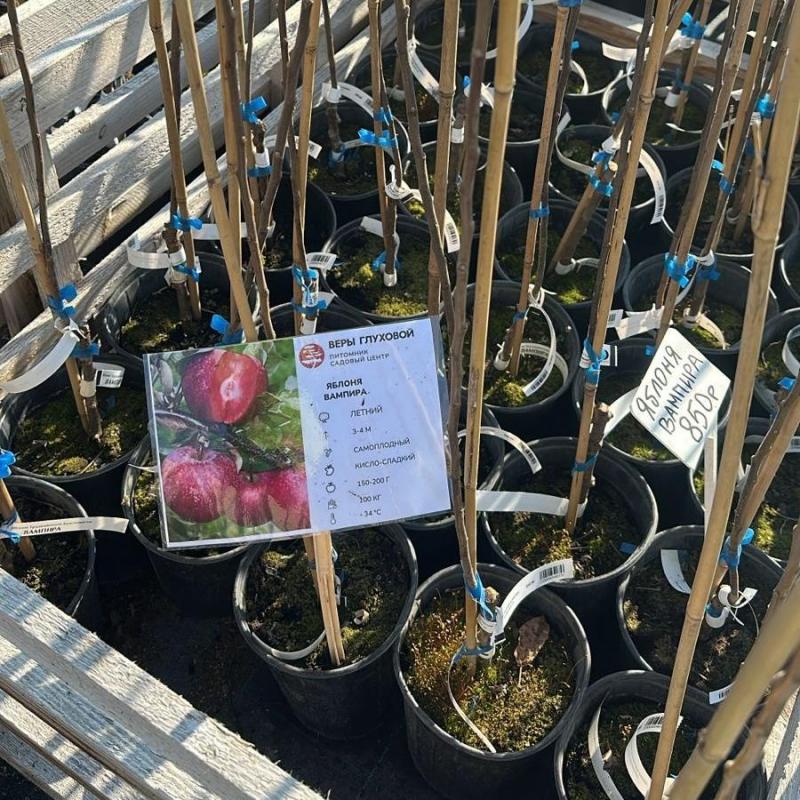 Розовая мякоть, восхитительный вкус – красномясые яблони в продаже!