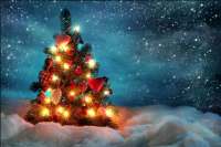 Пихта нордмана на Новый год