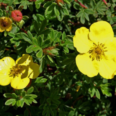 Основное изображение товара