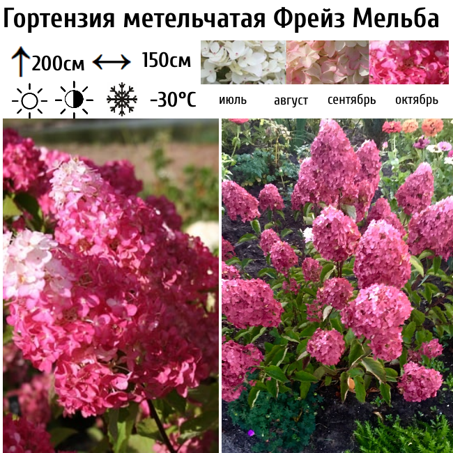 Гортензия метельчатая Фрейз Мельба