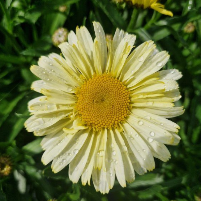 Нивяник наибольший О-ля-Лякрем