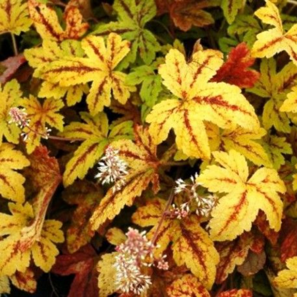 Основное изображение товара