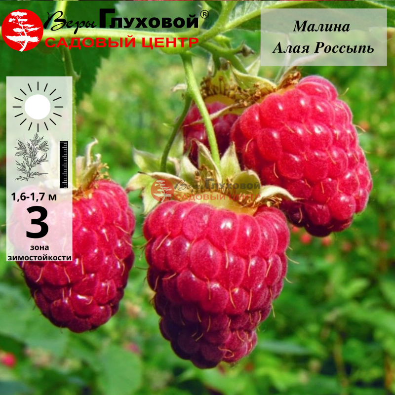 Малина Алая россыпь