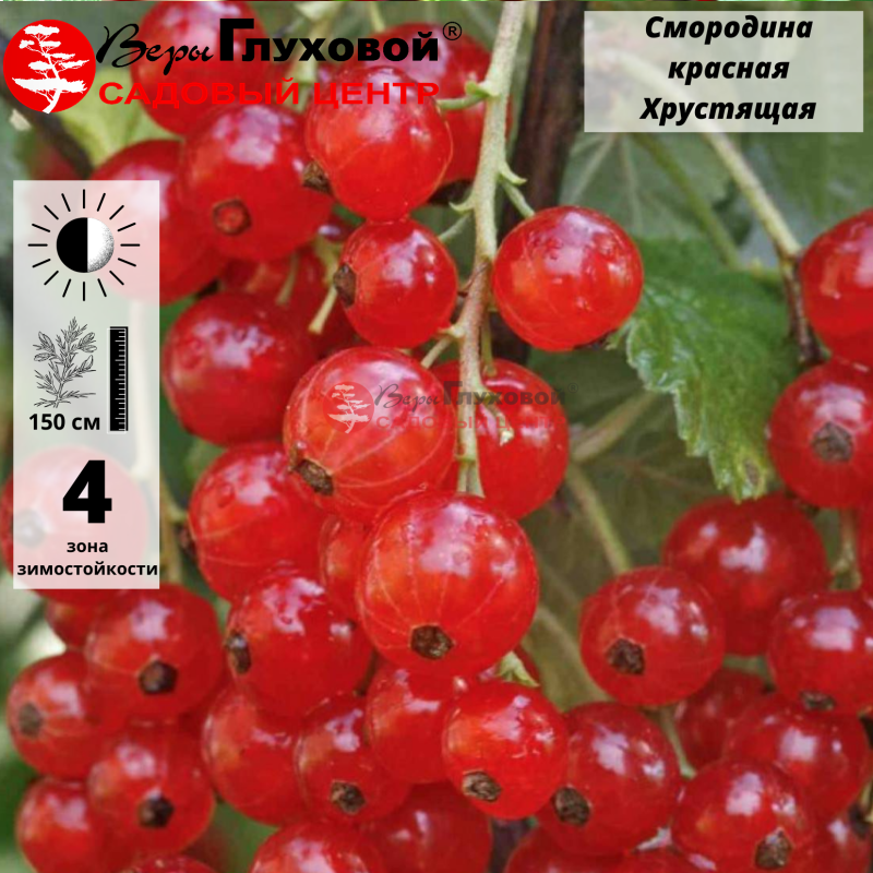 Основное изображение товара