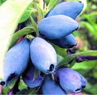 25 сентября поступление плодовых кустарников