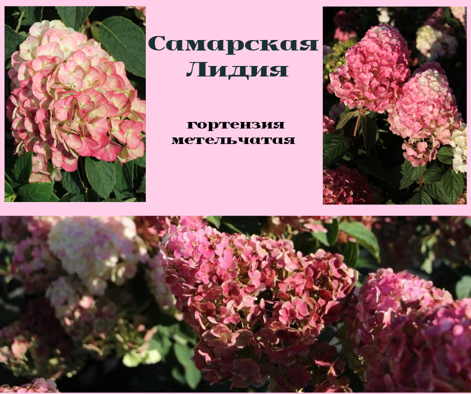 Самарская Лидия - гортензия метельчатая Самарская Лидия - гортензия метельчатая