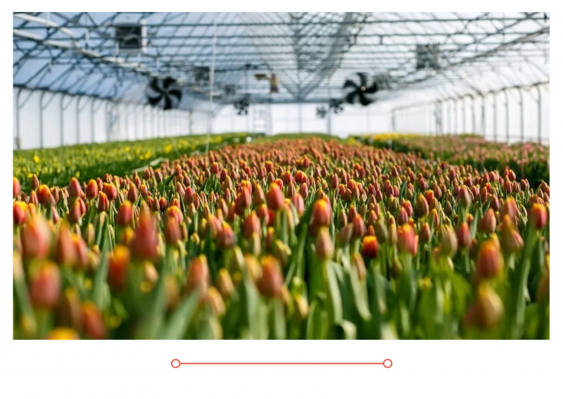 Россия 1 новый выпуск от 25.02.2021 г. Тюльпаны к 8 марта