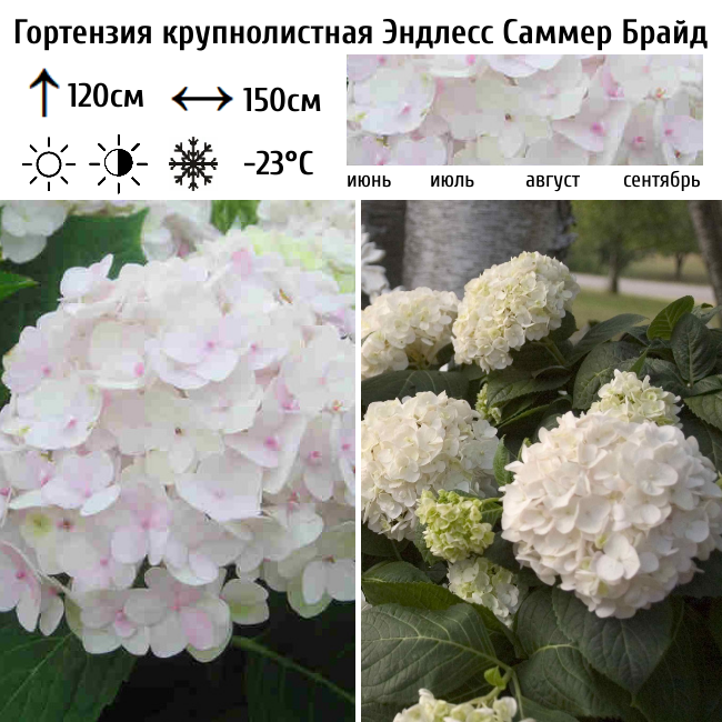 Гортензия крупнолистная Эндлесс Саммер Брайд