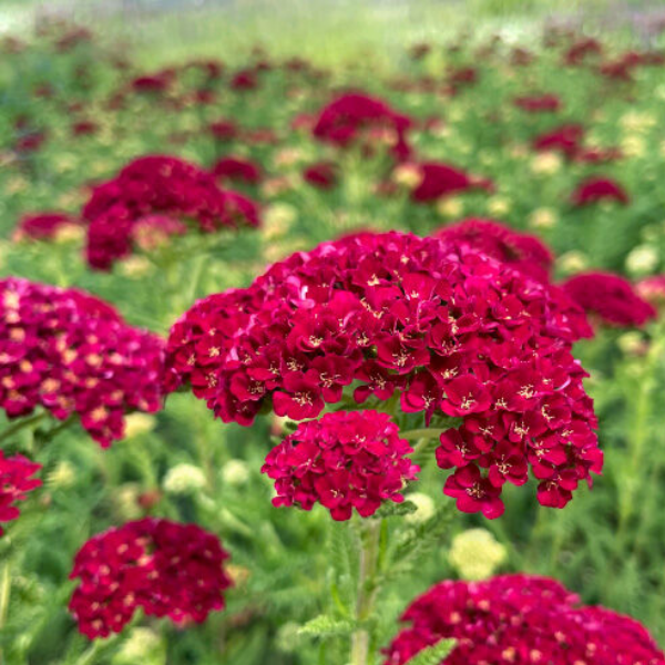 Тысячелистник парковый Тутти Фрутти Помгранат