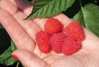 В нашем садовом центре урожай малины!!!