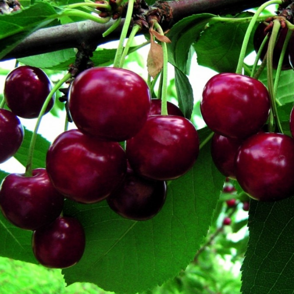 Основное изображение товара