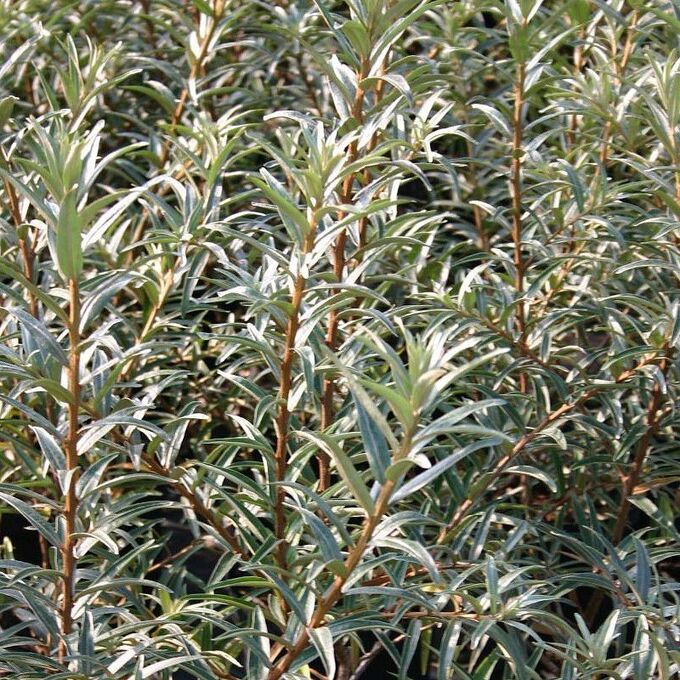 Основное изображение товара