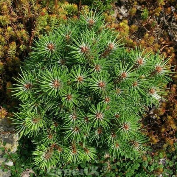 Основное изображение товара