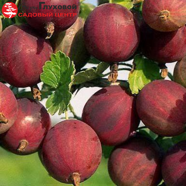 Основное изображение товара