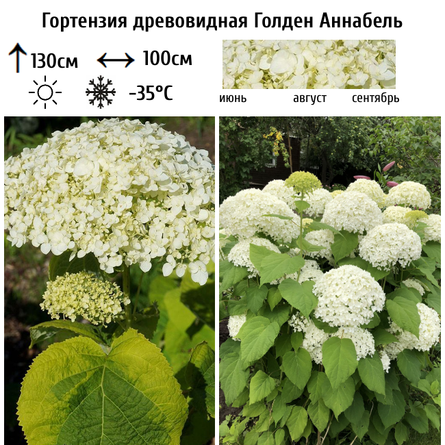 Гортензия древовидная Голден Аннабель