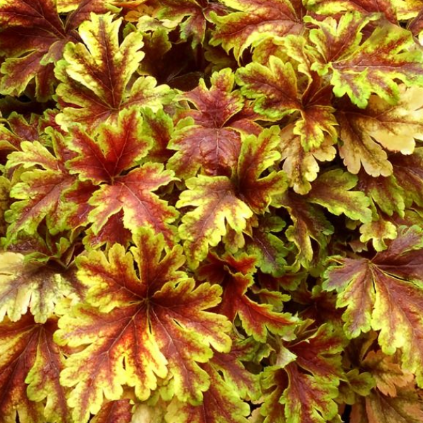 Основное изображение товара