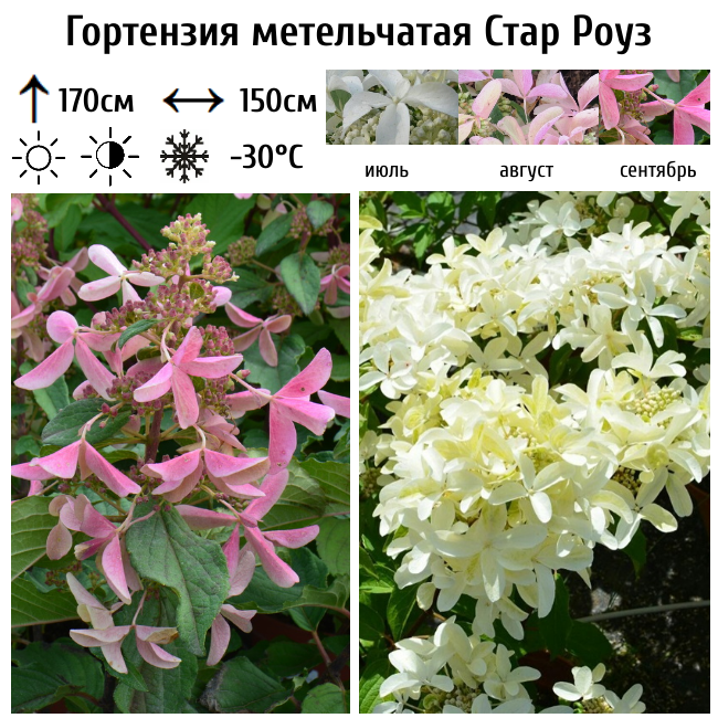 Гортензия метельчатая Стар Роуз