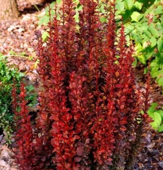 Основное изображение товара