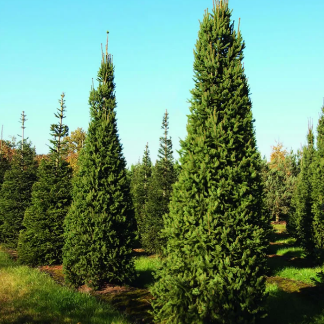 Основное изображение товара