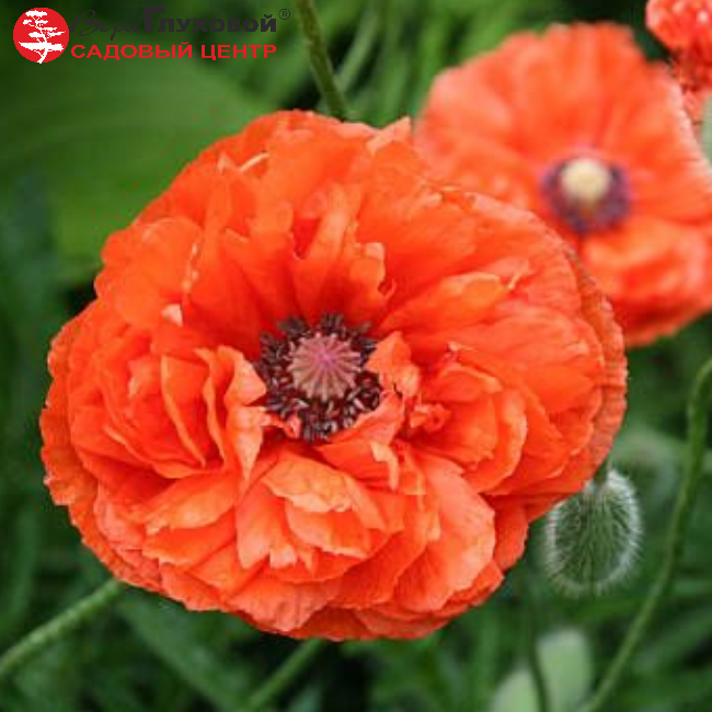 Основное изображение товара