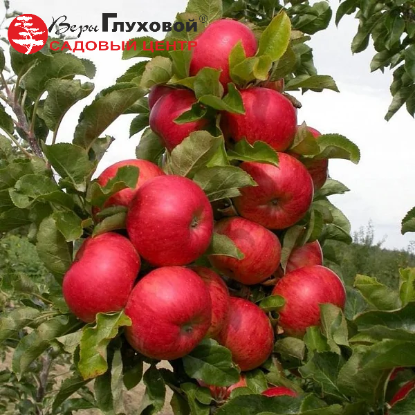 Основное изображение товара