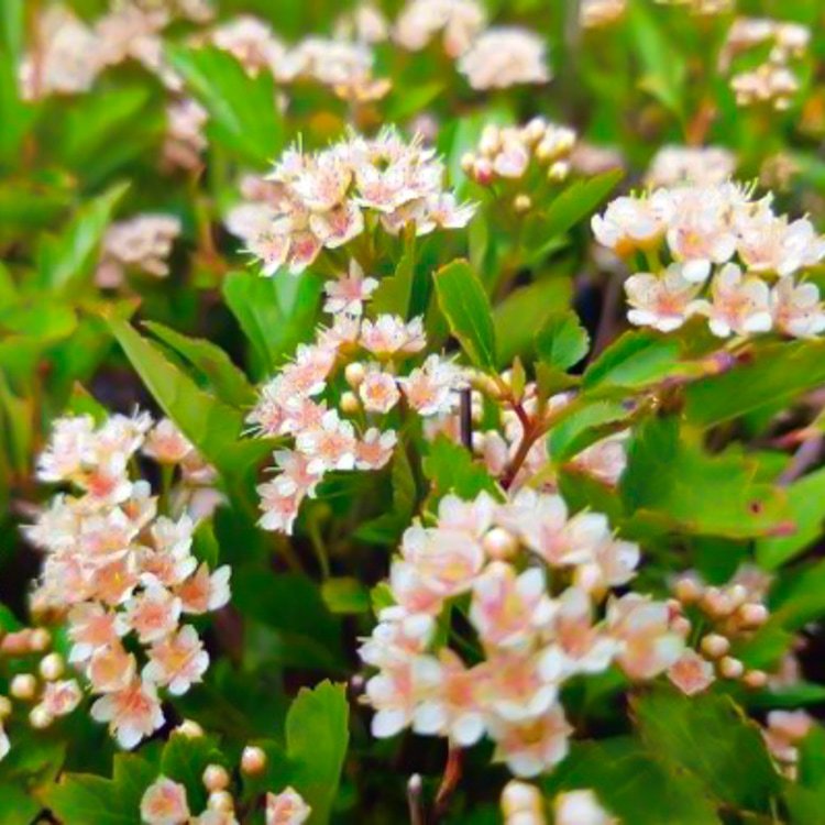 Пузыреплодник калинолистный Литлл Грини