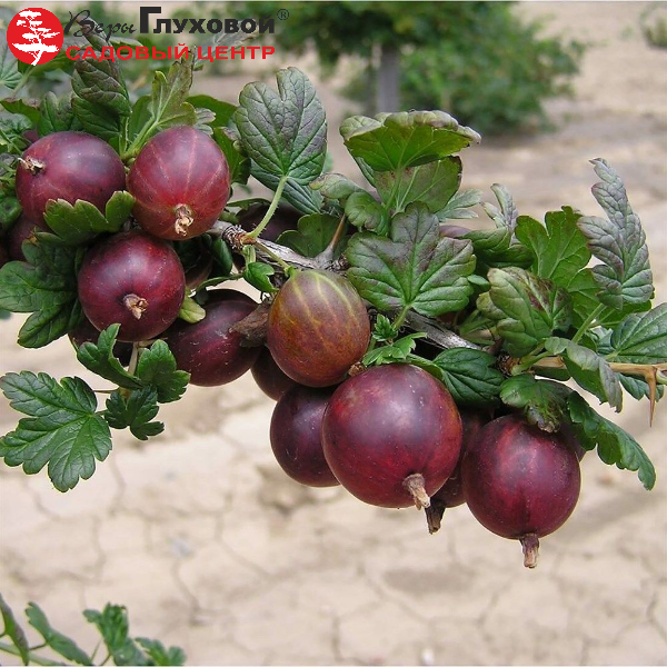 Основное изображение товара