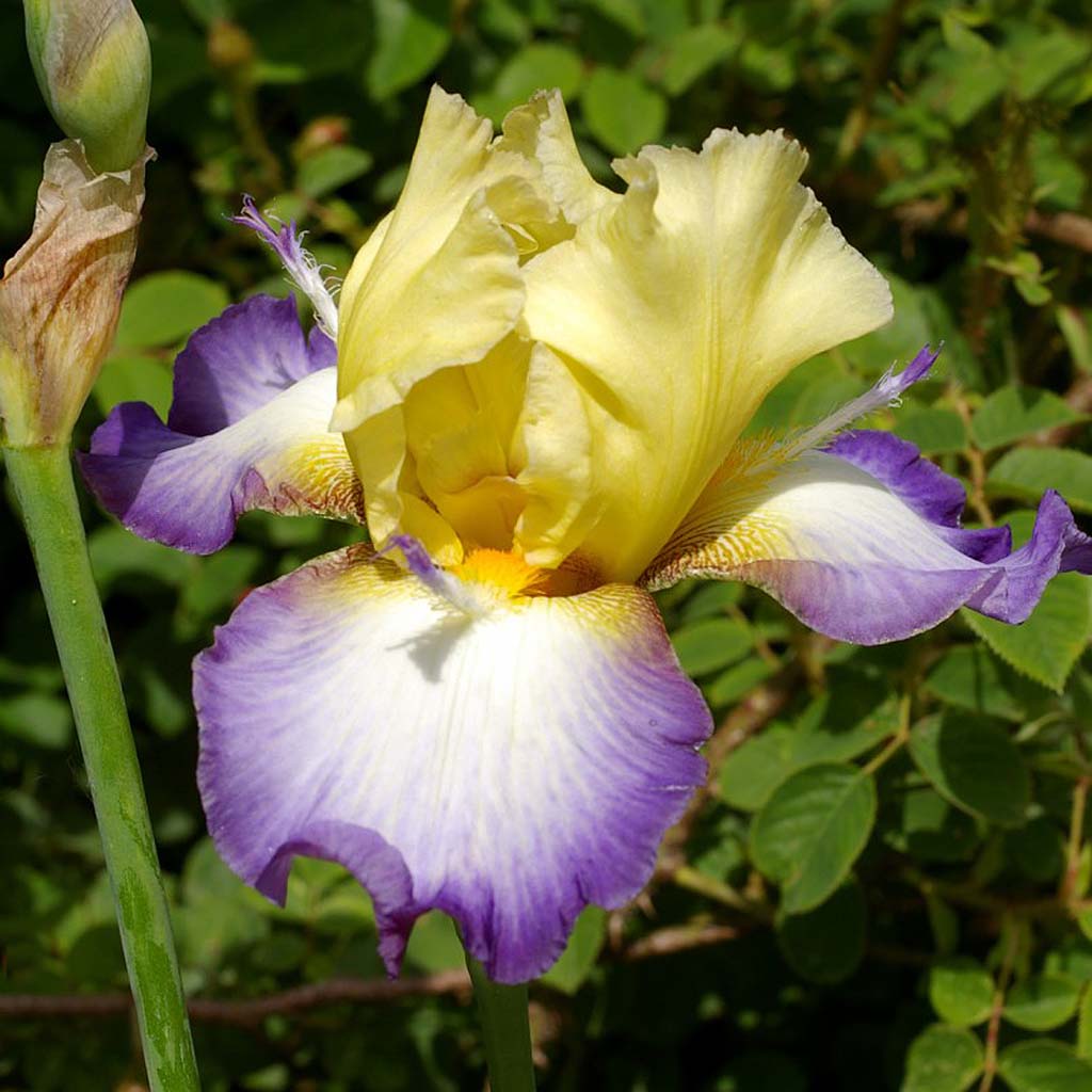 Ирис Échassier Ирис Échassier