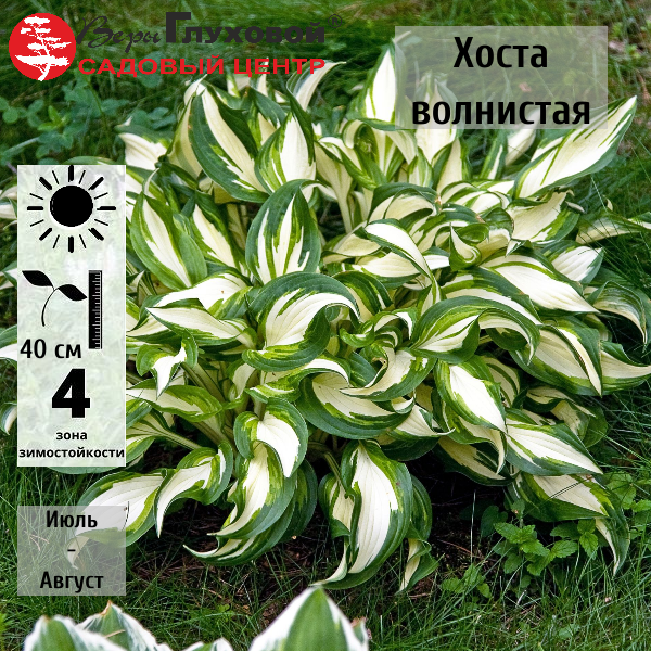 Основное изображение товара