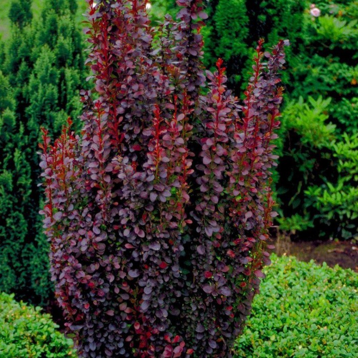 Барбарис Тунберга Хелмонд Пиллар - Berberis thunbergii Helmond Pillar