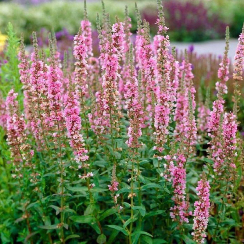 Основное изображение товара