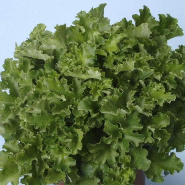 Основное изображение товара