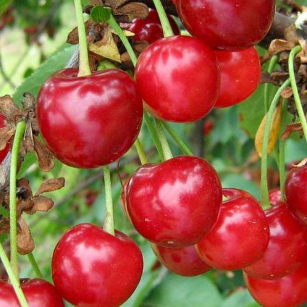 Дюк Краса Севера