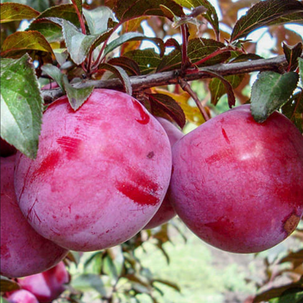 Рисунок 184.jpg