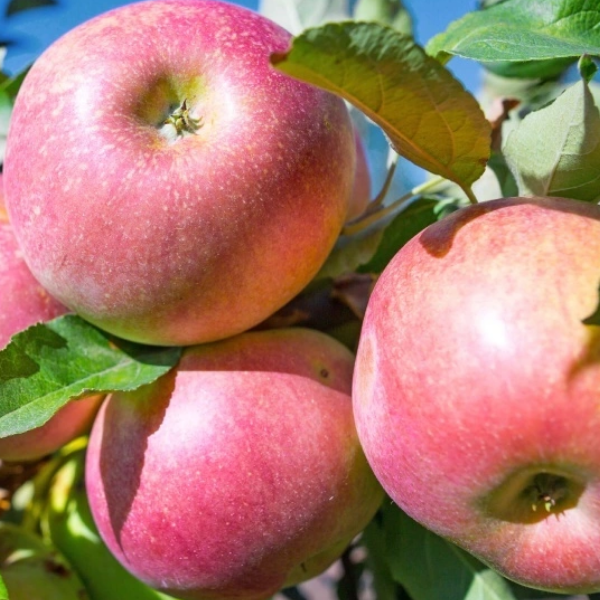 Основное изображение товара