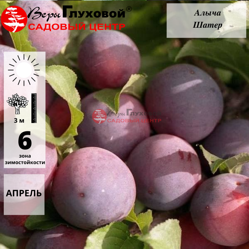 Основное изображение товара