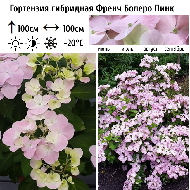 Гортензия гибридная Френч Болеро Пинк