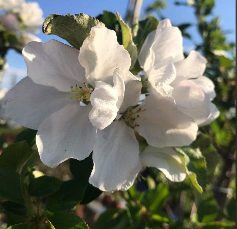 Экскурсия по садовому центру Экскурсия по садовому центру