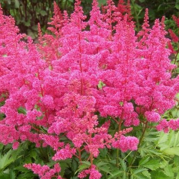 Основное изображение товара