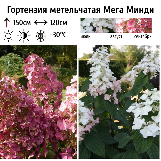 Гортензия метельчатая Мега Минди