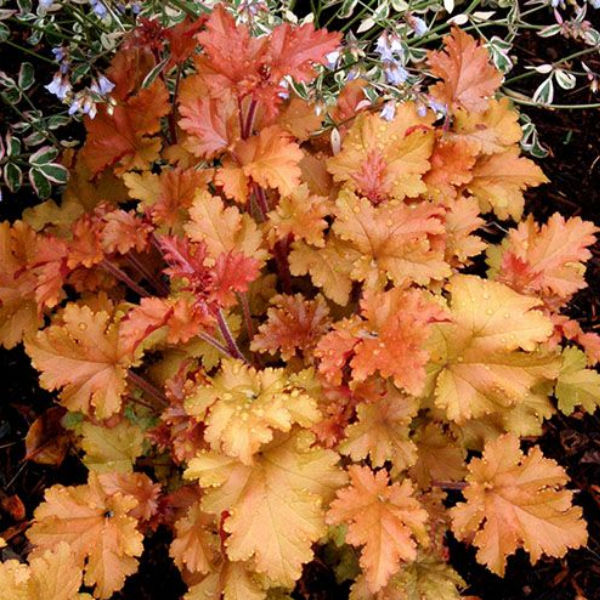 Гейхера Карамель