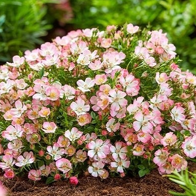 Основное изображение товара