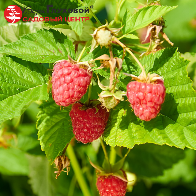 Основное изображение товара