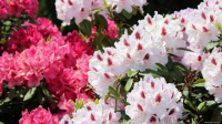 Цветение азалий и рододендронов