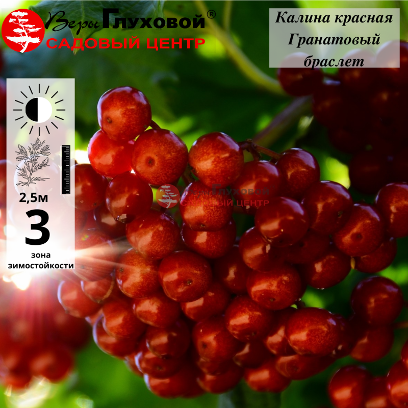 Калина красная Гранатовый браслет