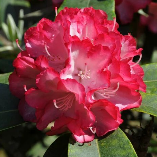 Основное изображение товара