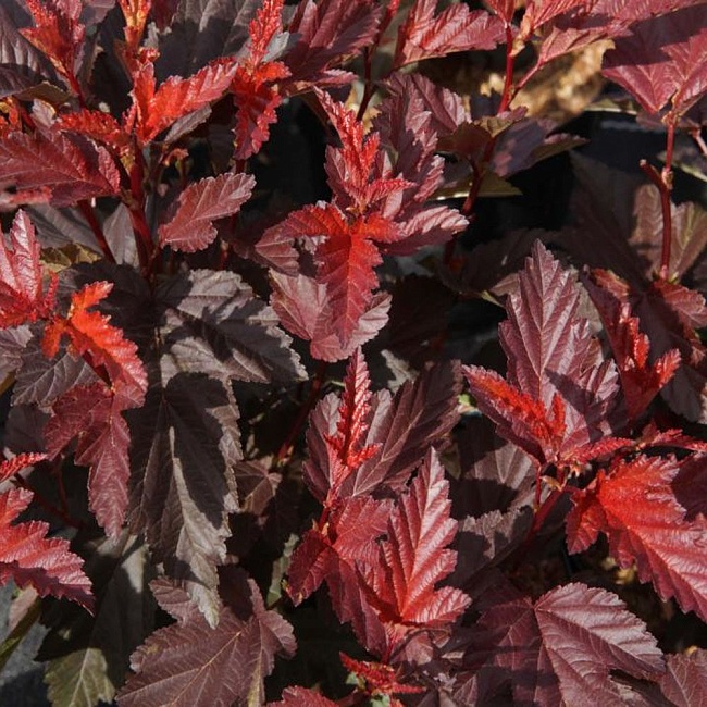 Основное изображение товара